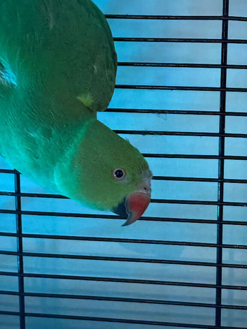 Alexandrian ringneck parrot