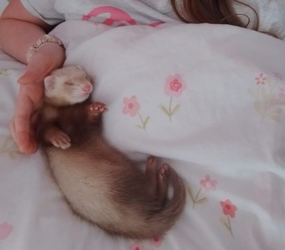 9 week old ferret (Female)