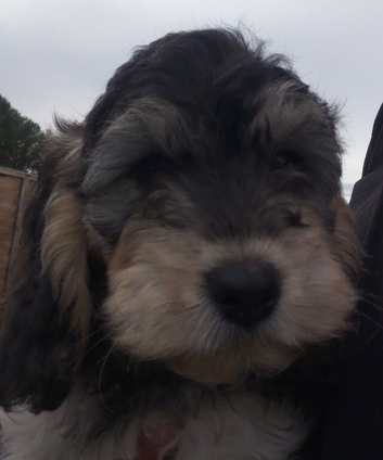 Beautiful Cockapoo Puppies &ndash; 2 Girls Available