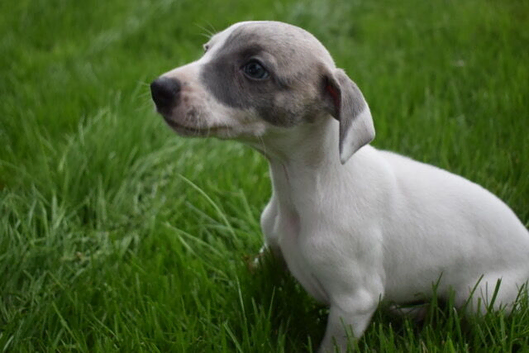 Stunning Pedigree Whippets Boys and Girls KC