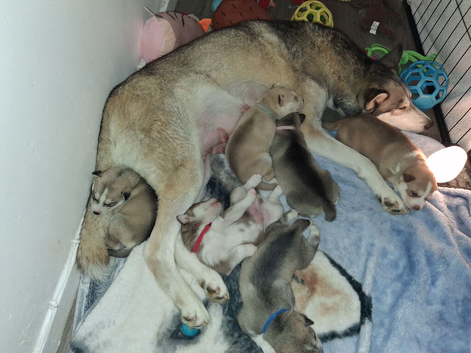 3 puppies left for sale out of a litter of  6 (reduced price )