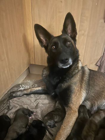 8 Belgian malinois cross whippet puppies for sale