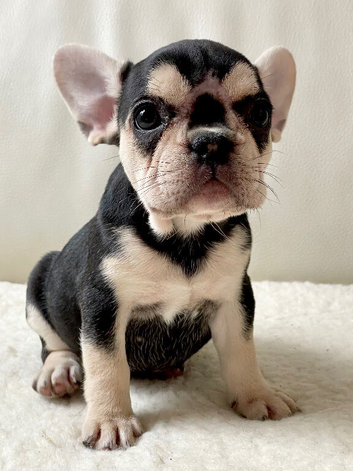 French Bulldog Puppy!