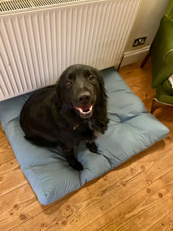Loving 7‑Year‑Old Spaniel/Retriever Cross Looking for a Loving Home