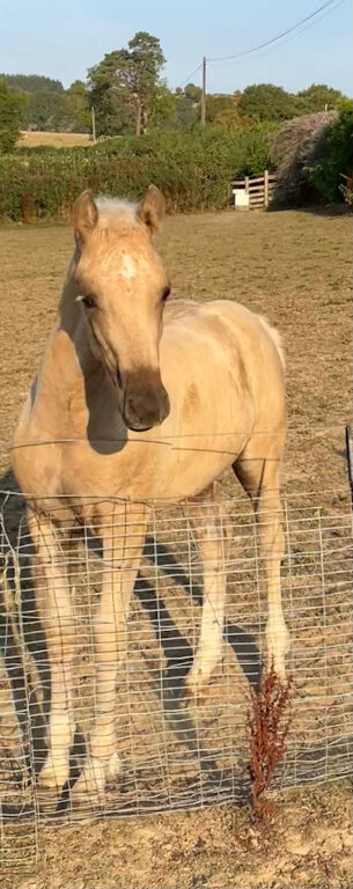 Beautiful reg sec d colt foal