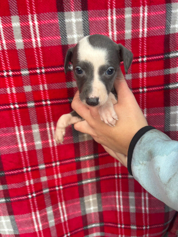Striking whippet pups!!!