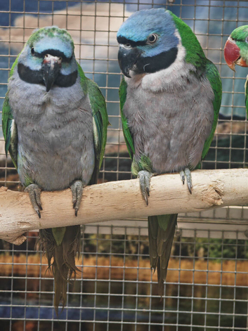 Young Derbyan Parrots