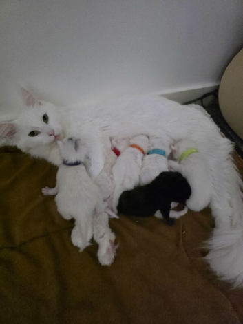 Maine coons with Russian blood lines