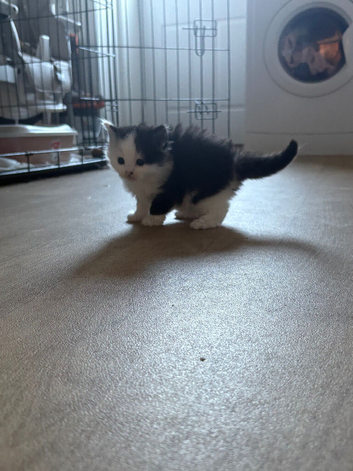 Male kittens
