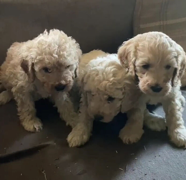 Stunning litter of Cavapoos