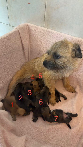 K.C. Reg border terriers