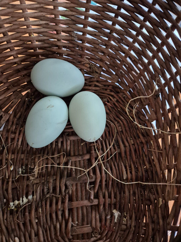 Cream Legbars Hatching Eggs