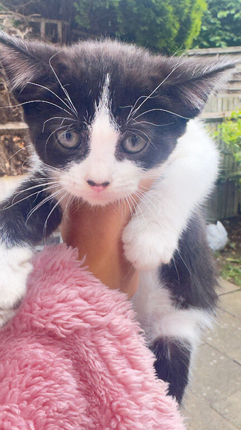 5 kitten
