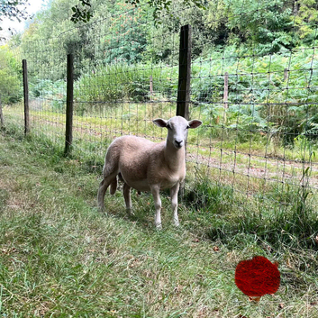 Easycare ram lambs