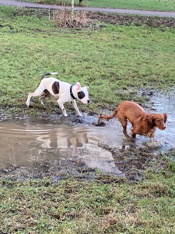 Dog boarder