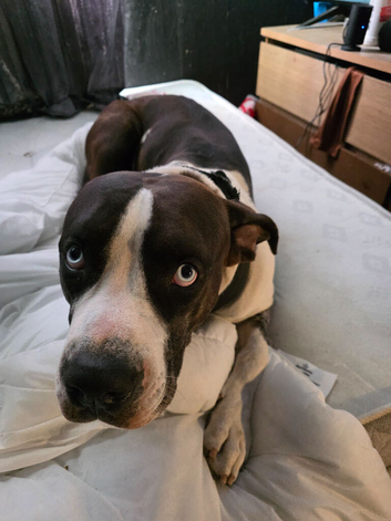 Alapaha blue blood bulldog 3 years old