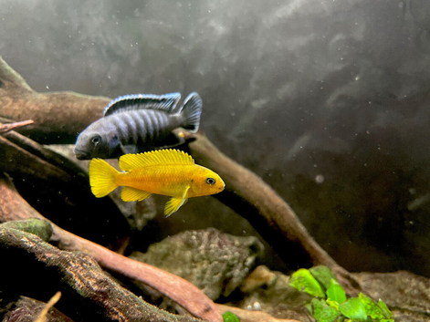 Chindongo saulosi