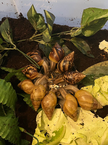 Lissachatina fulica G.A.L.S (COLLECTION ONLY)