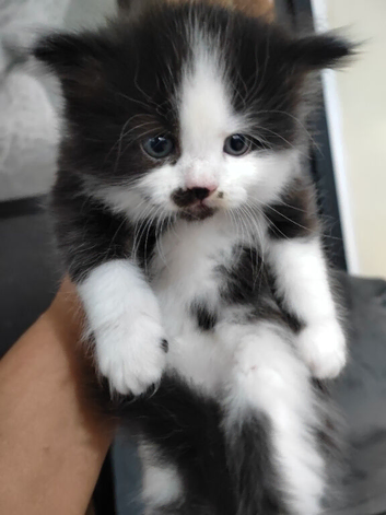 &frac34; Maine coon kittens