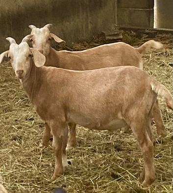 Boer x dairy goat wether kids