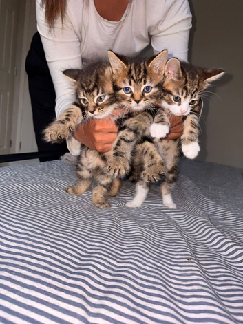Kittens