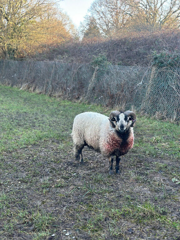 Tyrion - Torddu Welsh Mountain Ram
