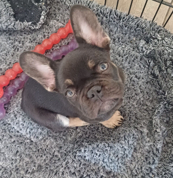 Beautiful chocolate affectionate puppy
