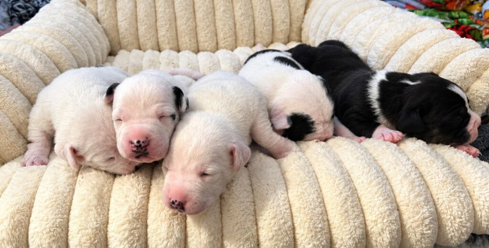 5 beautiful Staffy x Mastiff puppies