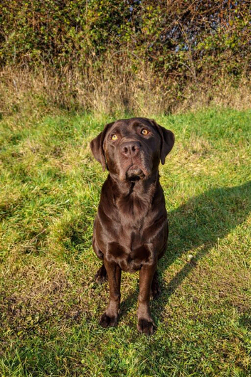 One female cocker spaniel x labrador available