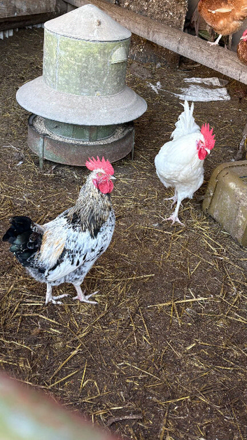 2 Sussex cockerels