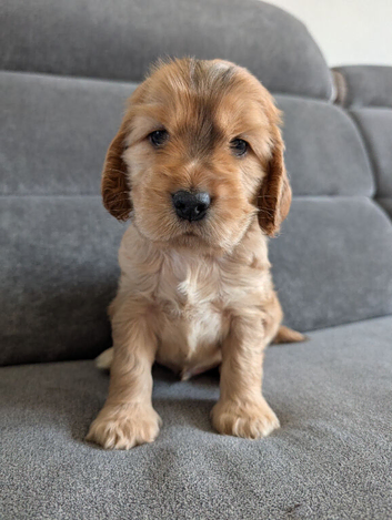 KC Reg Show Type Cocker Spaniel Puppies DNA Tested