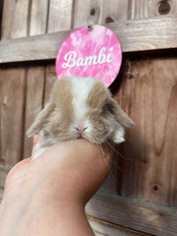 Beautiful Mini Lop Litter