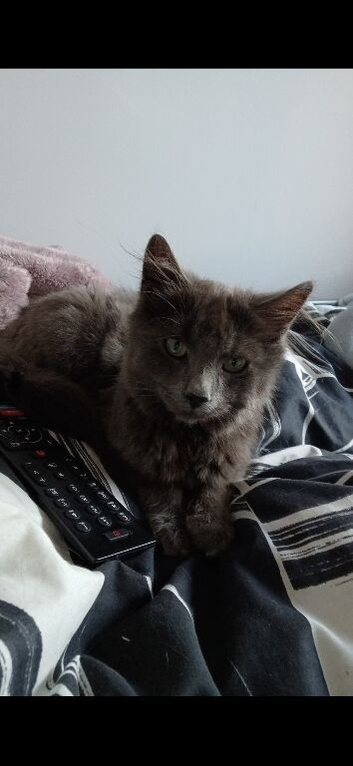 3 year old nebelung for sale