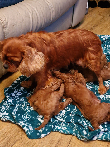 Cavapoos ready to reserve