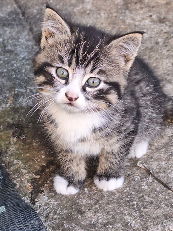 Male tabby kitten
