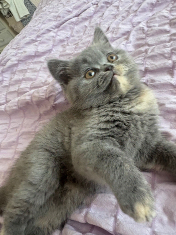Stunning blue cream bsh kitten