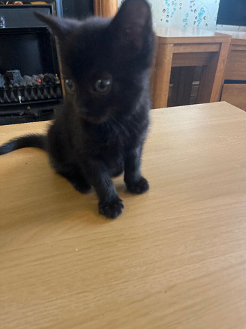 Black male kitten 8 weeks old needs loving home. &pound;70