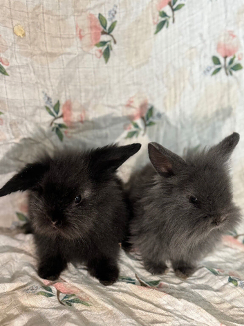 Adorable Indoor Lionlop Bunnies For Sale &ndash; Ready Soon!