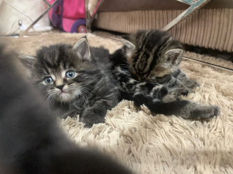 Fresh litter