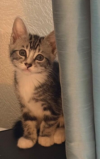 8 week kittens
