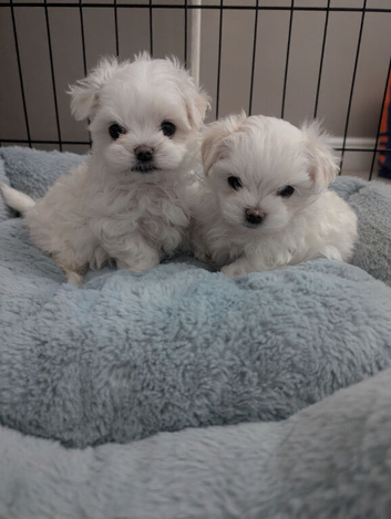 2 beautiful KC Maltese boys.