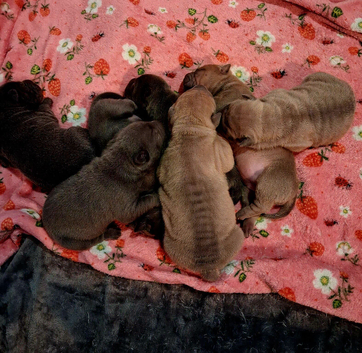 Staffy x sharpei