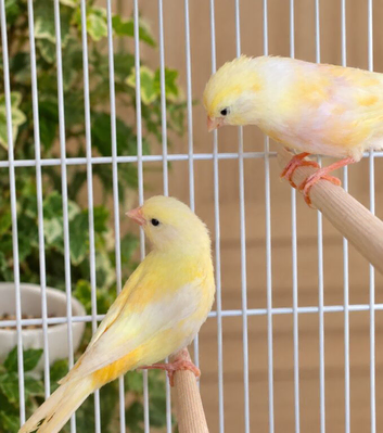 Colour canaries for sale