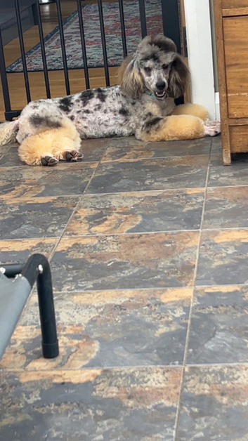 Miniature Merle Poodle At Stud & Black KC registered at Stud