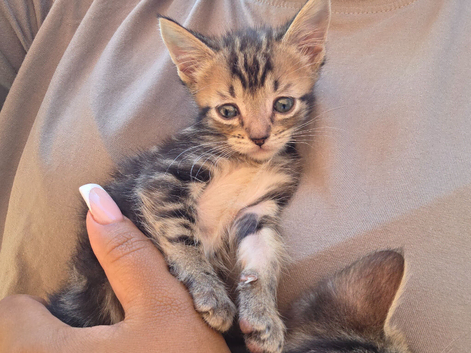 4 beautifull kittens for sale