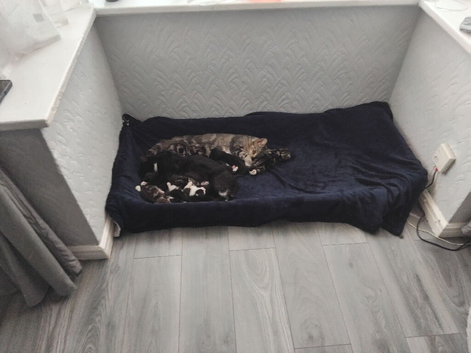 Kittens
