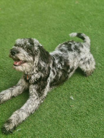 Female Cockerpoo