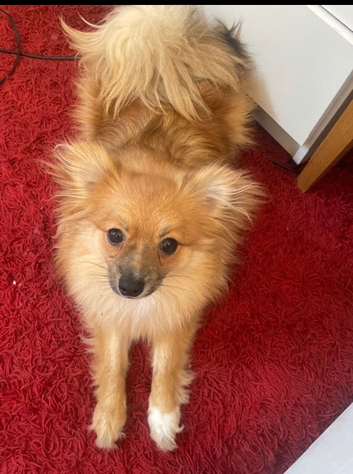 Sheero is looking for rehome, he is 8months old