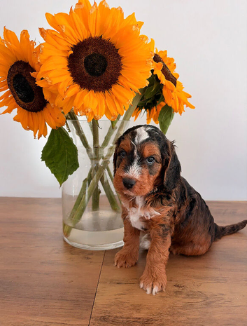 REDUCED F1 miniature show type cockapoos