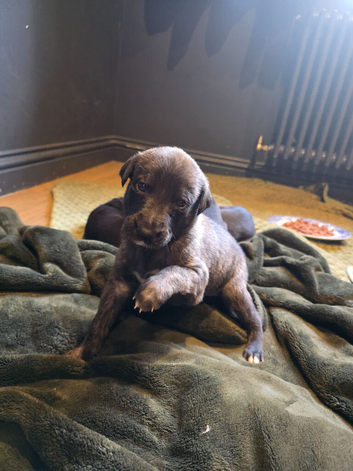 Whippet puppies for sale